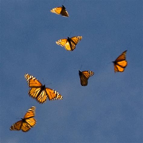 The Art of Surprise: How Magic Flying Butterflies Can Make Any Moment Special